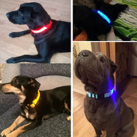 USB Rechargeable LED Dog Collar – Waterproof, High Visibility